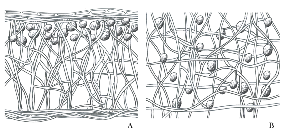 Флавопармелия (Flavoparmelia caperata) –