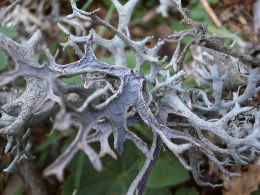 Цетрария эпифит