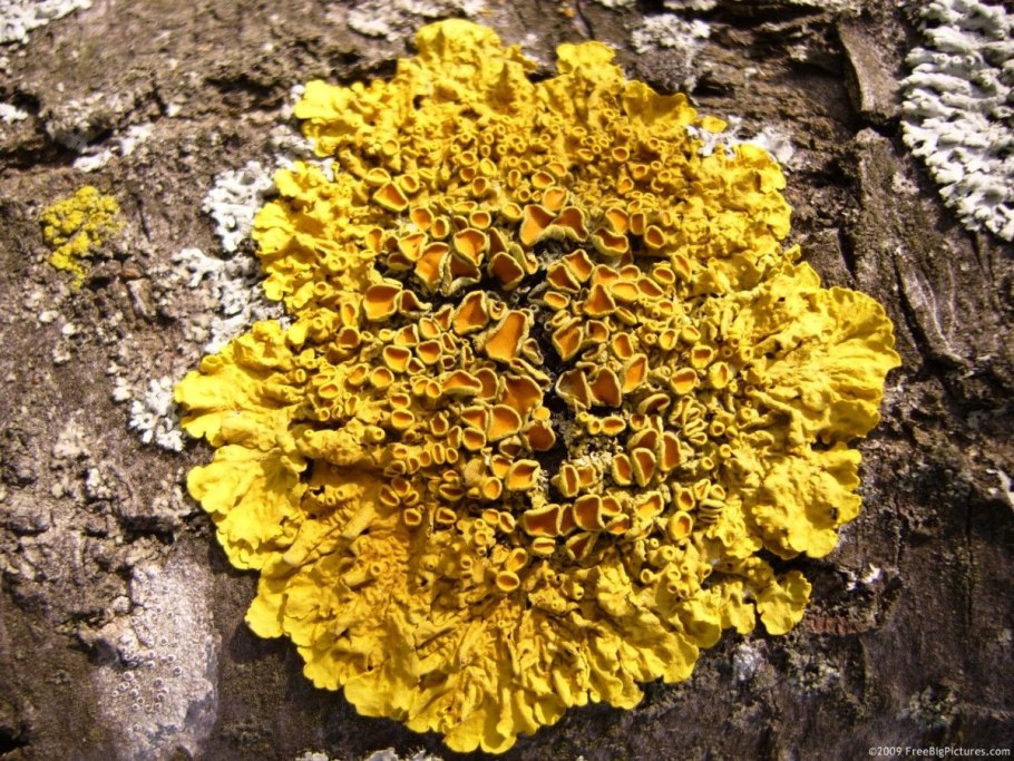 Ксантория золотистая