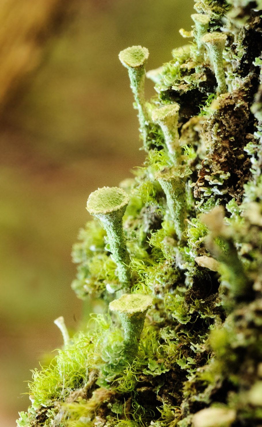 Лишайник p. furfuracea