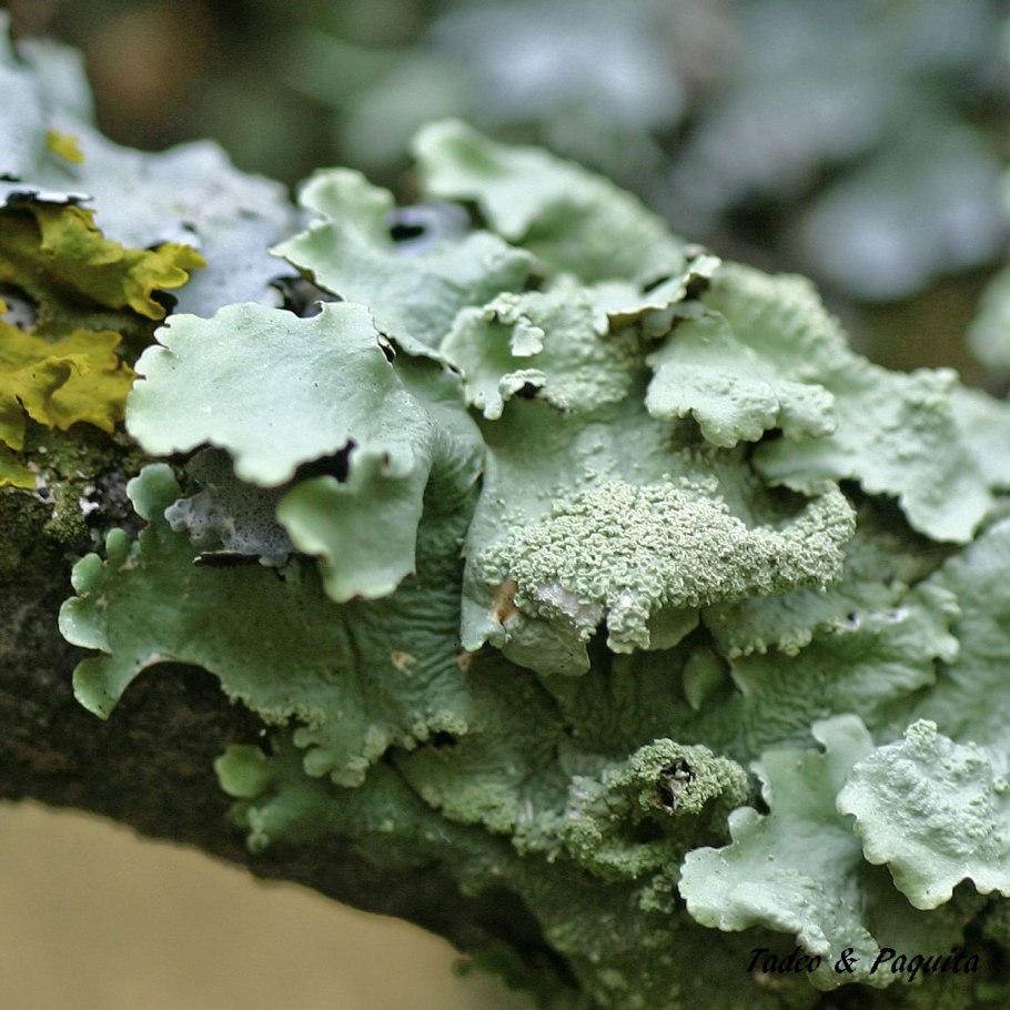 PV контроллер заряда ls1024rp