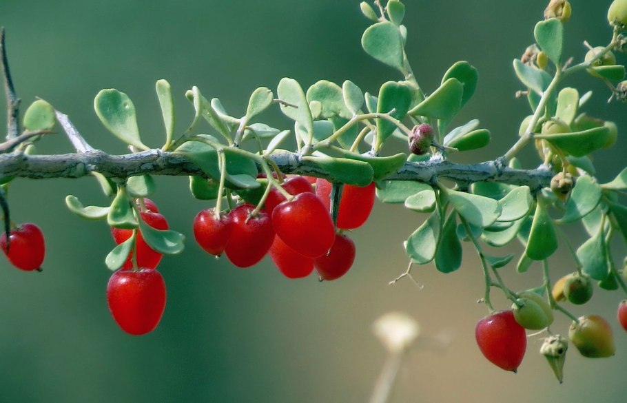 Гармала красная