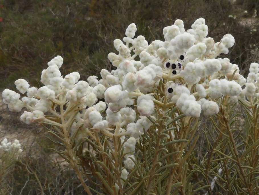 Эремурус Зои