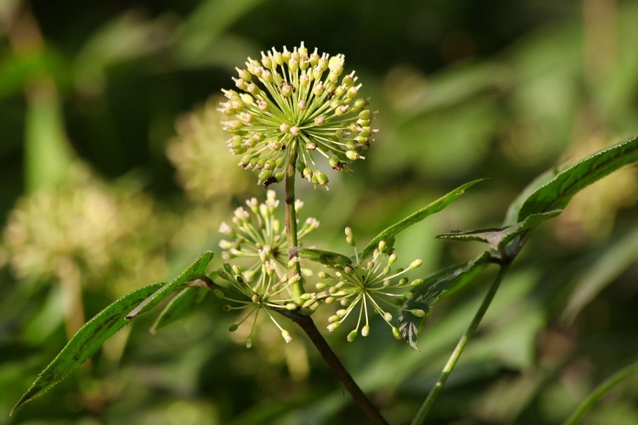 Элеутерококк колючий цветение