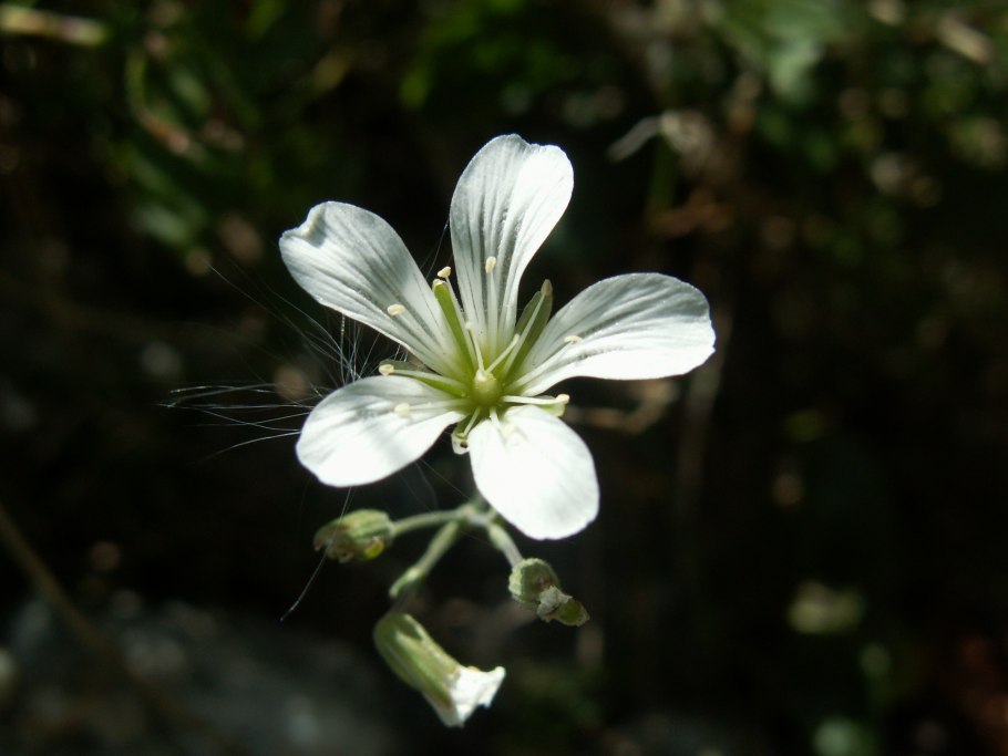 Minuartia laricifolia