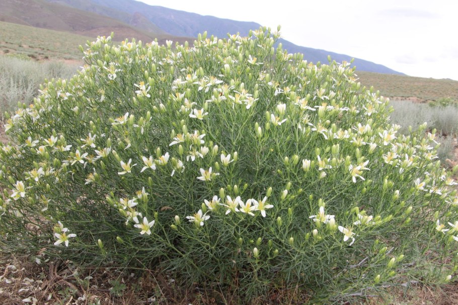 Гармала растение контур