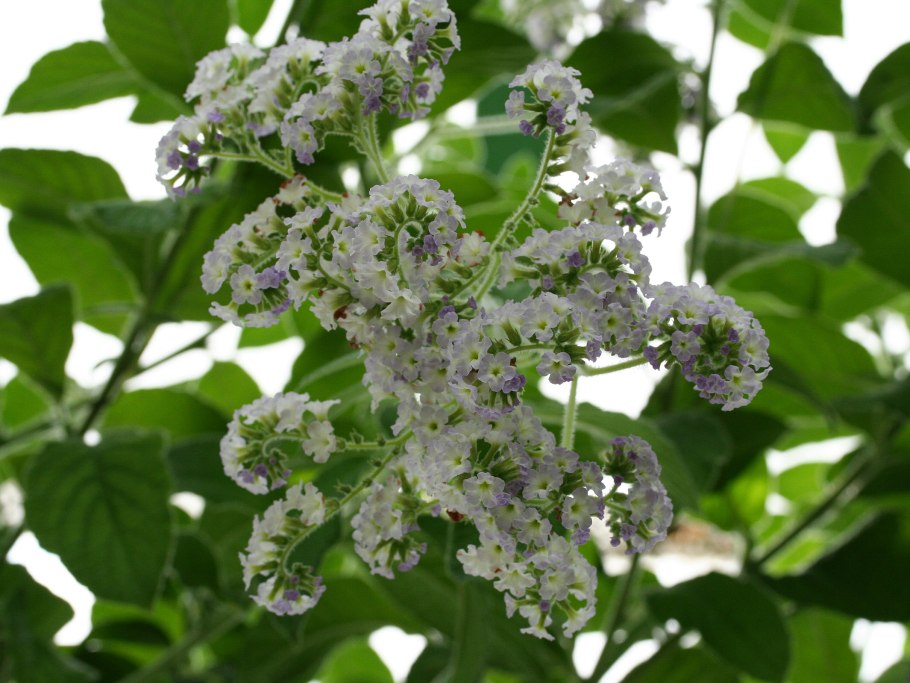Гелиотроп arborescens