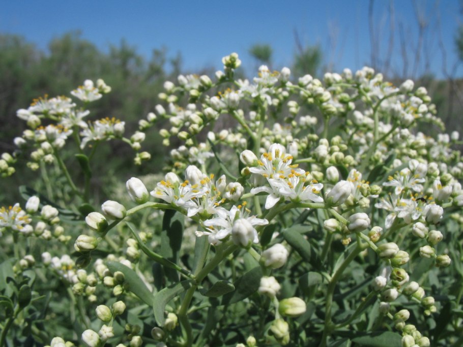 Черёмуха пенсильванская