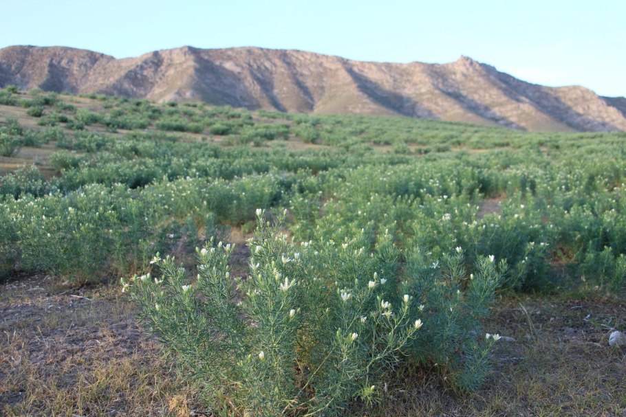 Селитрянка Шобера