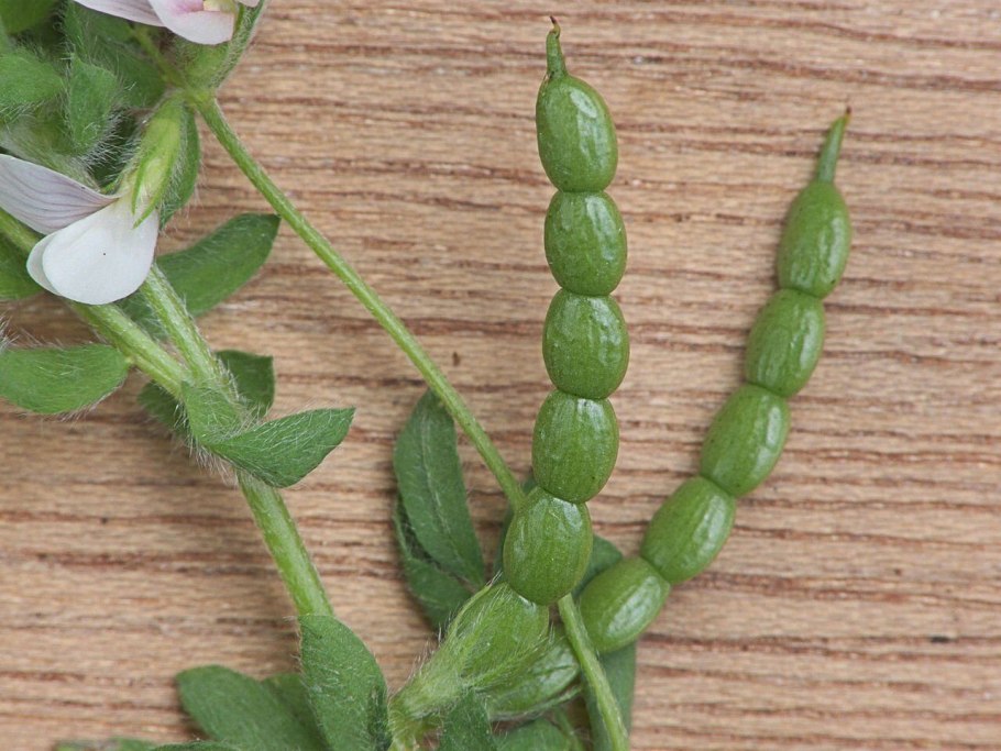 Птеридофиллум Pteridophyllum