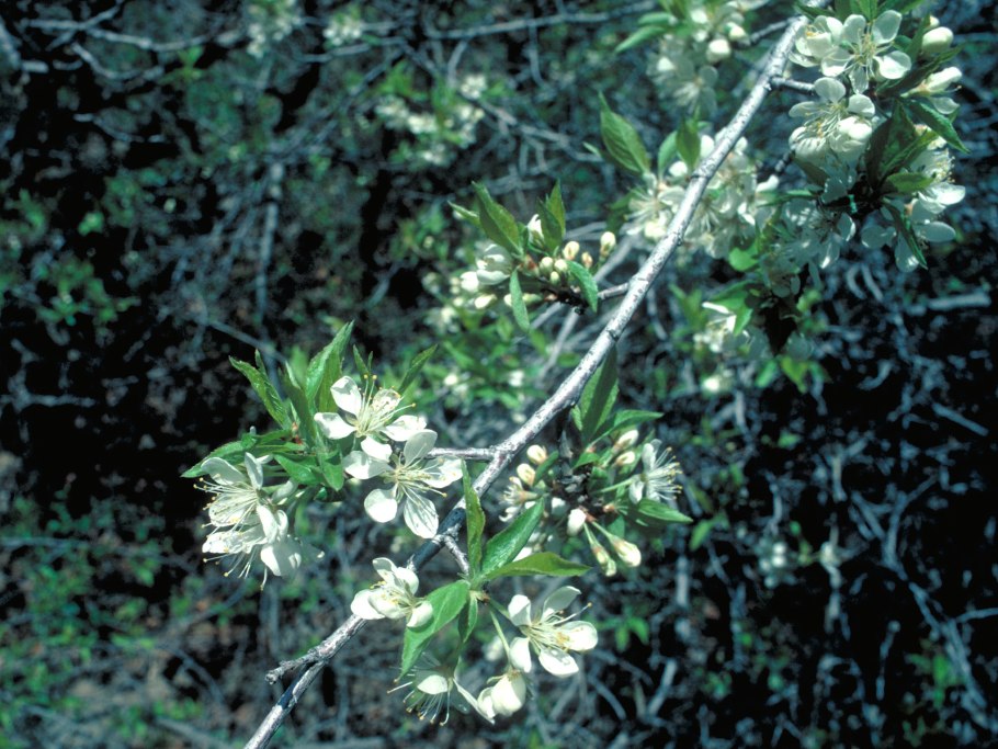 Ожика Лузула