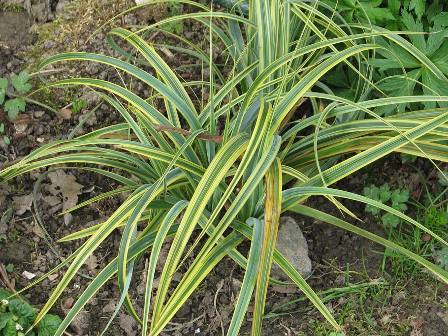 Carex trifida rekohu sunrise