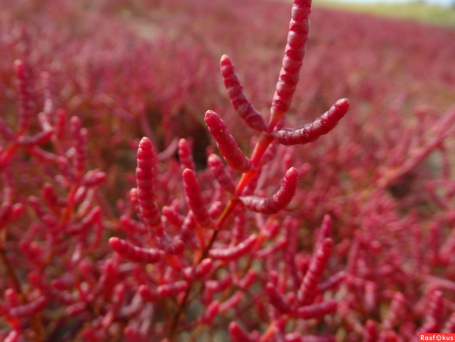 Солерос Европейский Salicornia europaea