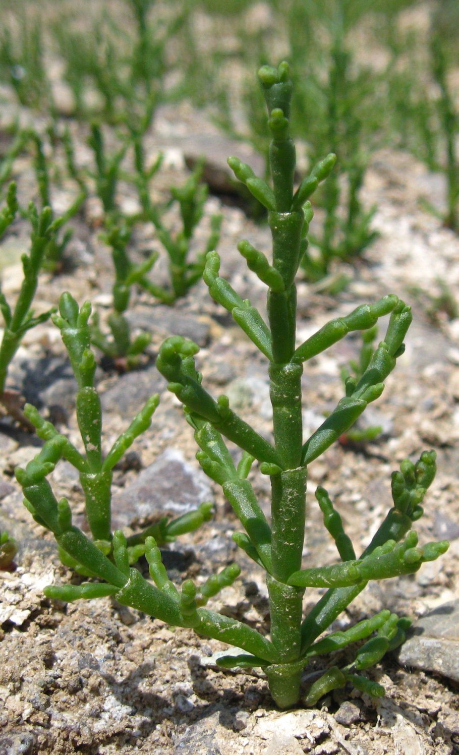 Солерос Европейский Salicornia europaea