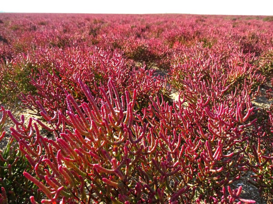 Солерос солончаковый