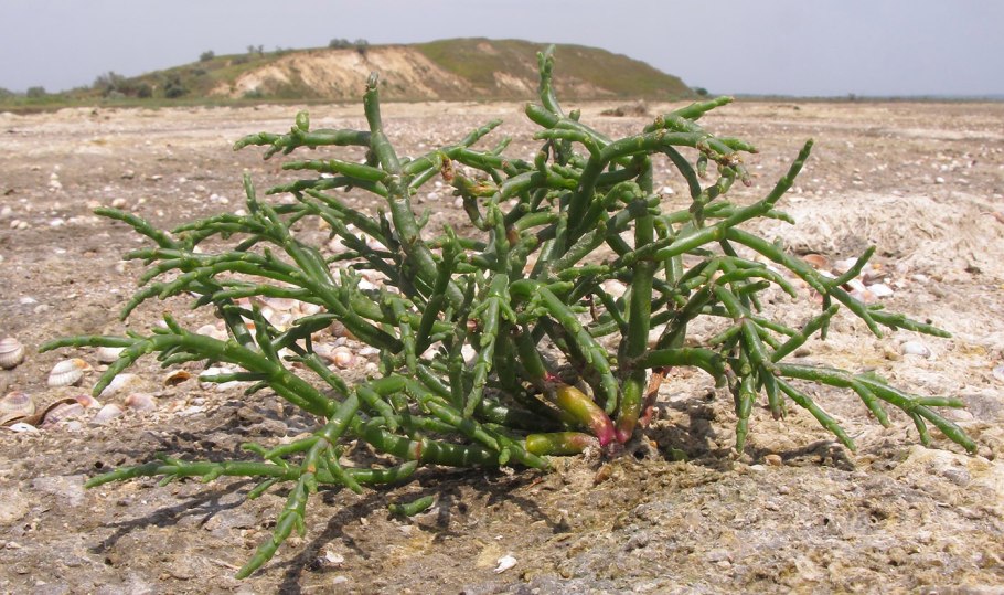 Salicornia perennans