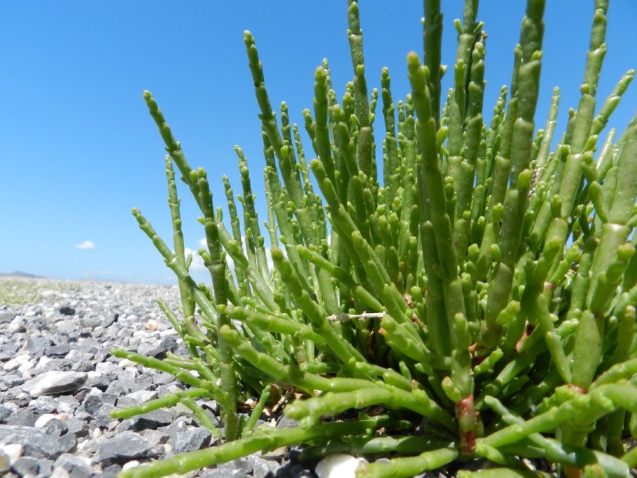 Солерос морская спаржа