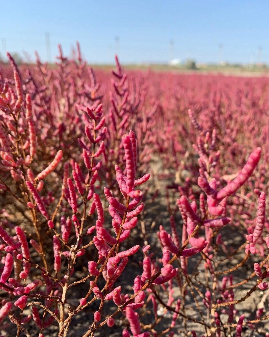 Поташник олиственный