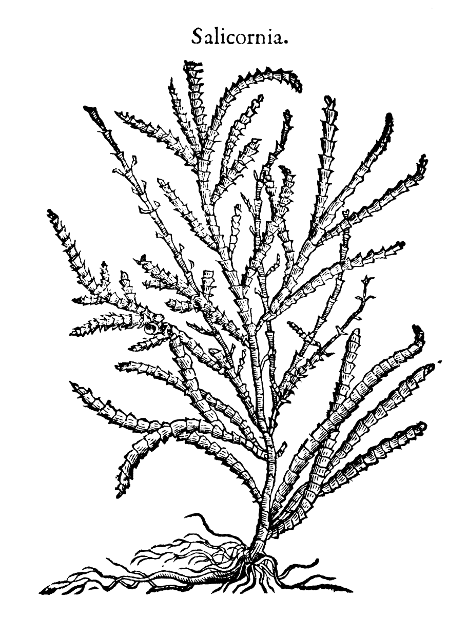 Прибрежная растительность Северного моря