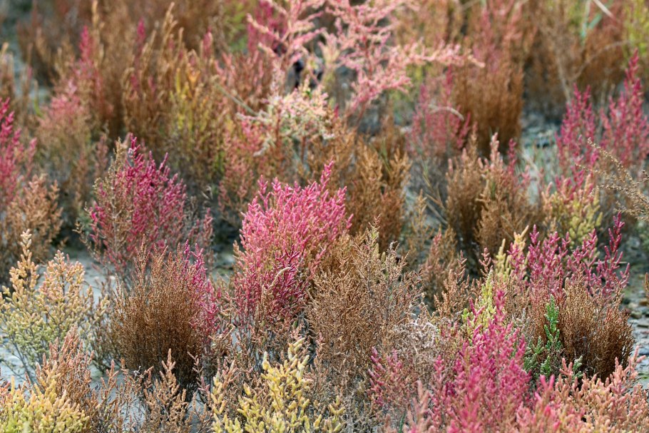 Морская спаржа