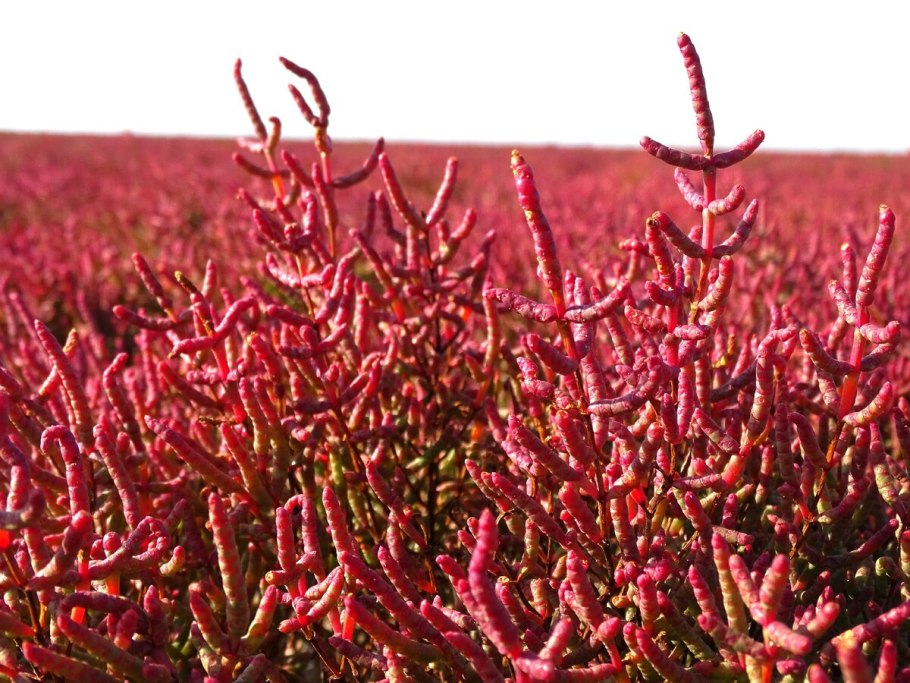 Солончак солерос