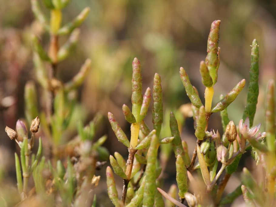 Salicornia herbacea