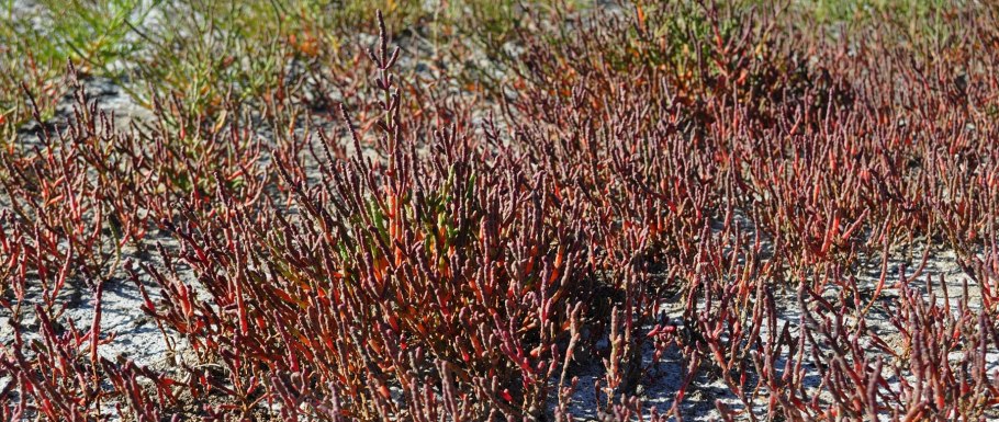 Солерос солончаковый