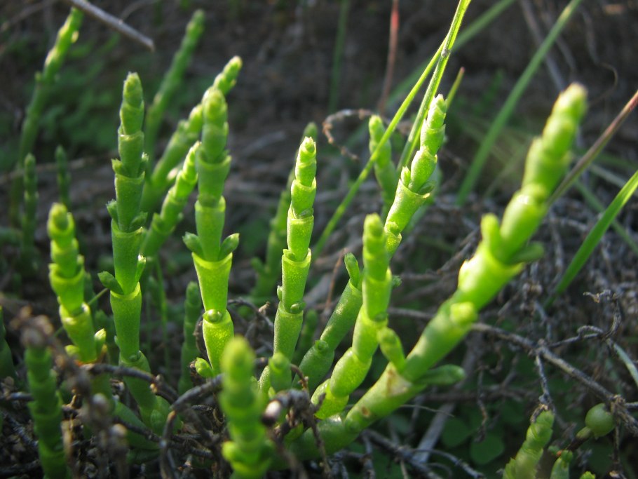 Солерос (саликорния, морская спаржа)