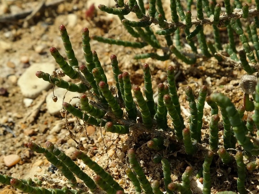 Сарсазан Halocnemum strobilaceum