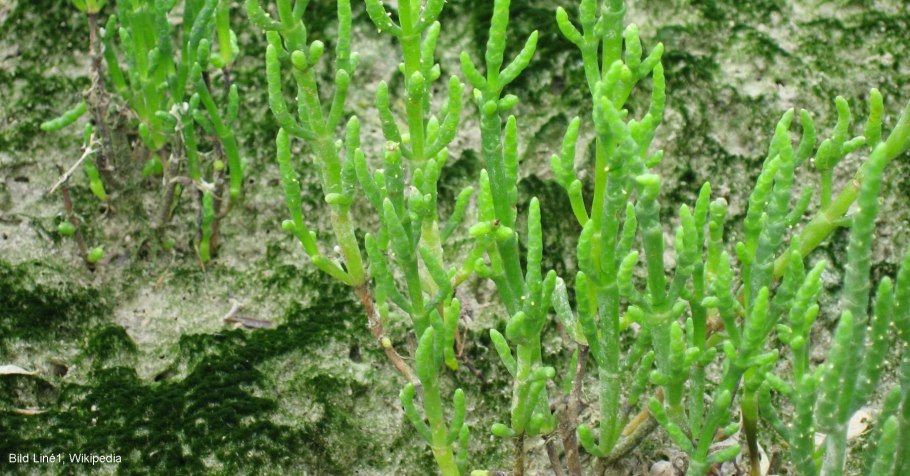 Толстолистный солерос