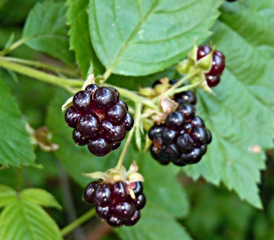 Лесная ягода куманика