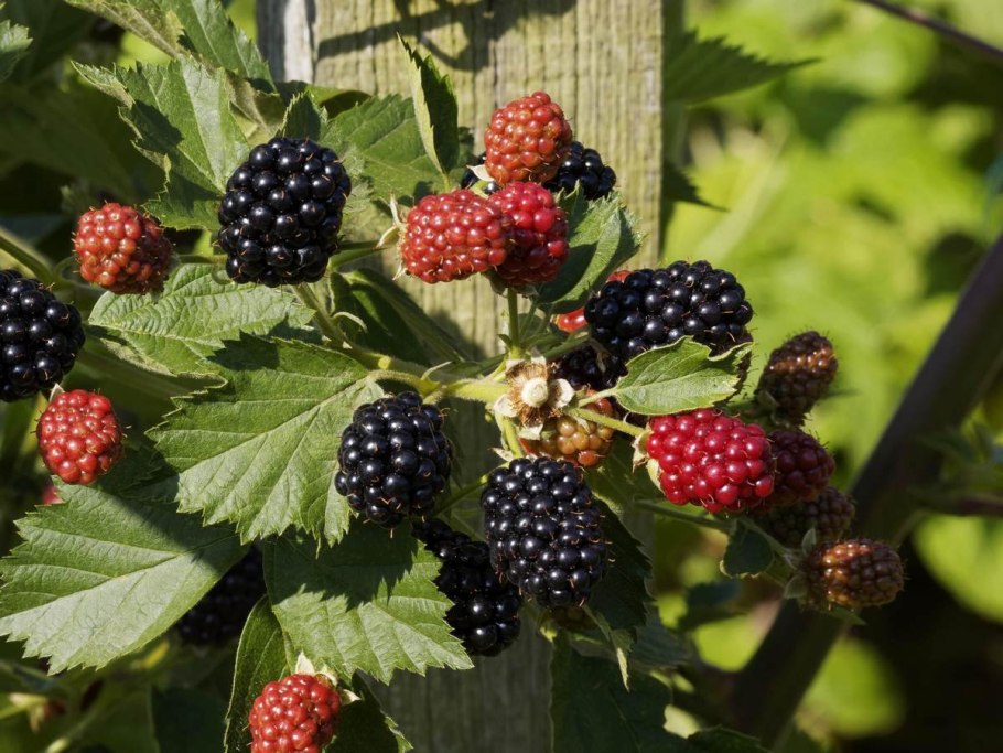 Ежевика вязолистная