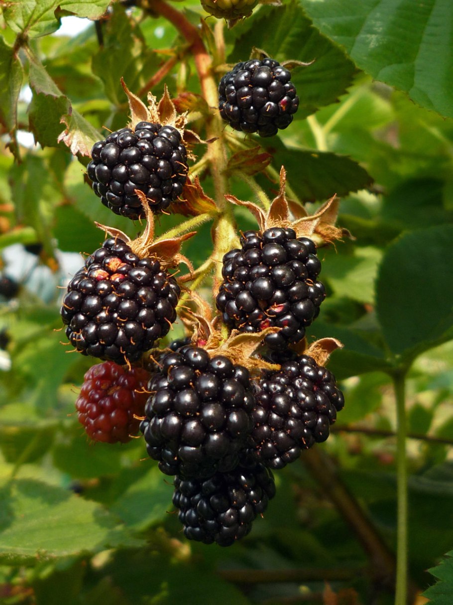 Ежевика Лесная Дикая