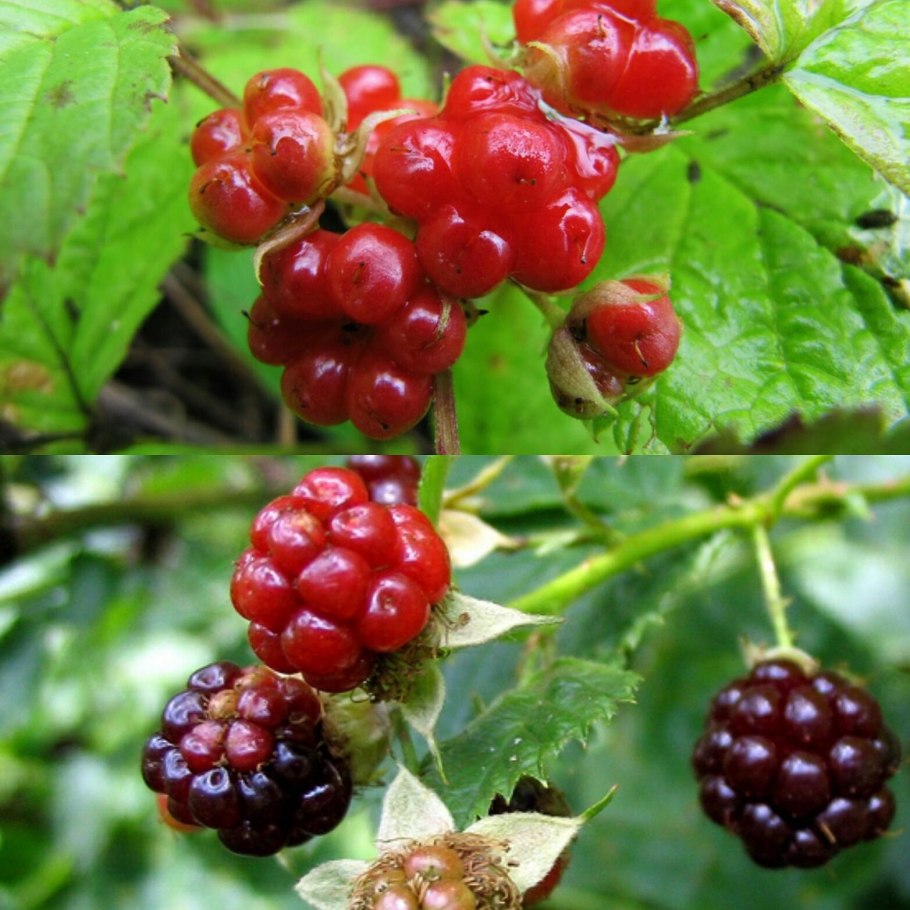 Ежевика несская