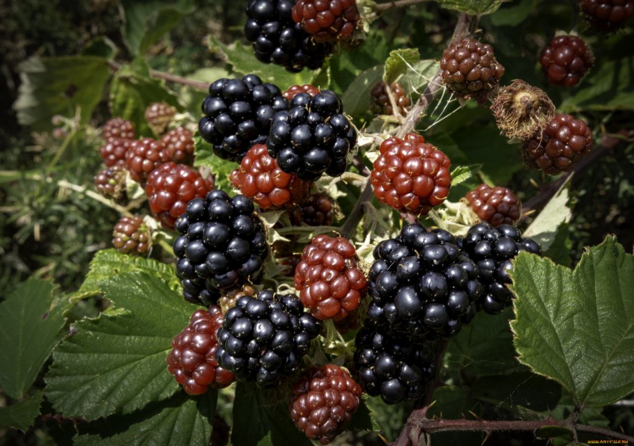 Ежевика несская куманика