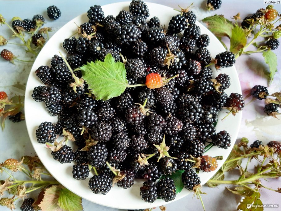 Ежевика росяника