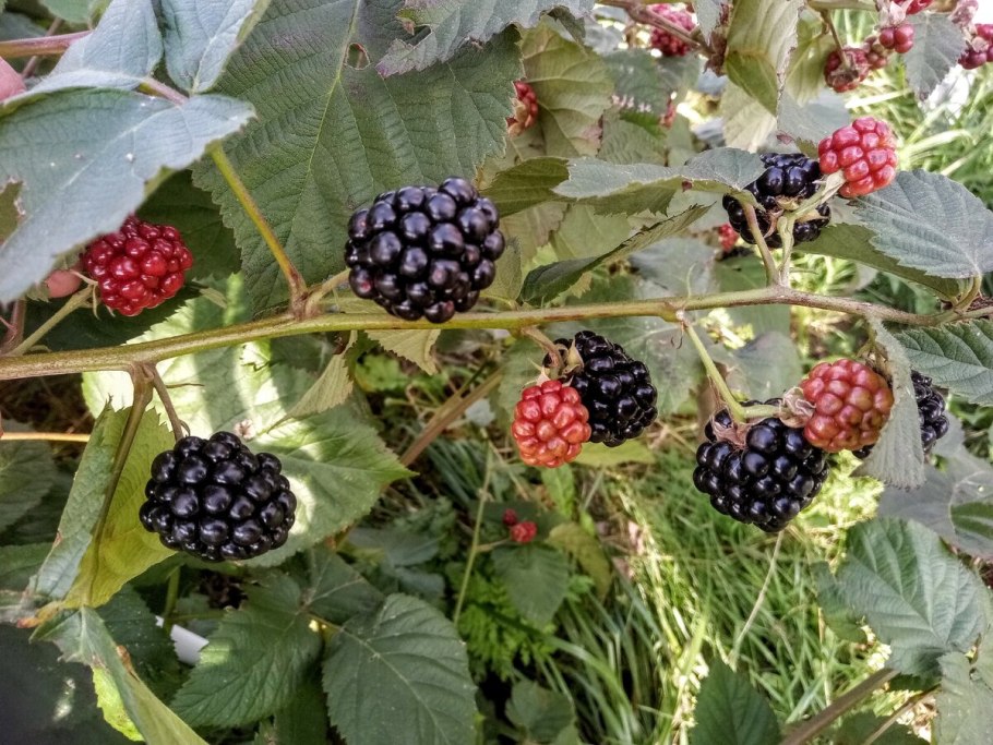 Ежевика Дикая