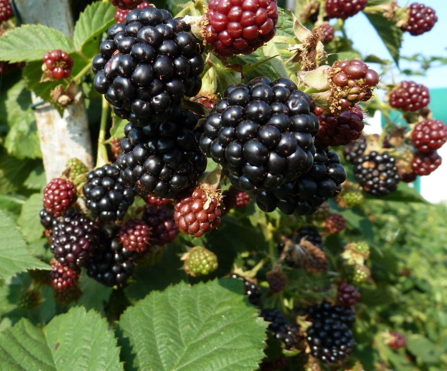 Ежевика и ежемалина