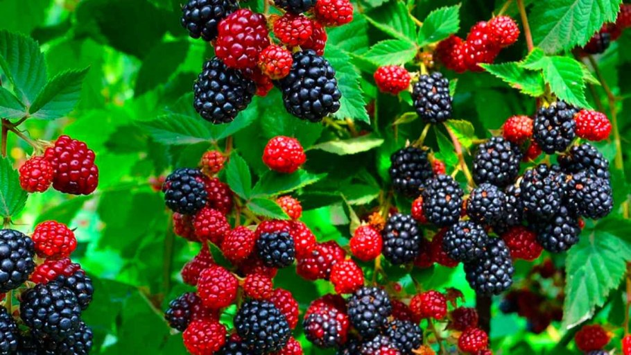 Блэкберри ежевика