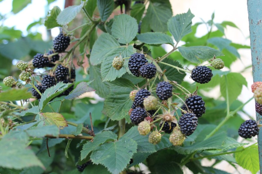 Северная ягода куманика