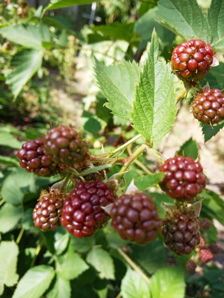 Ежевика вязолистная