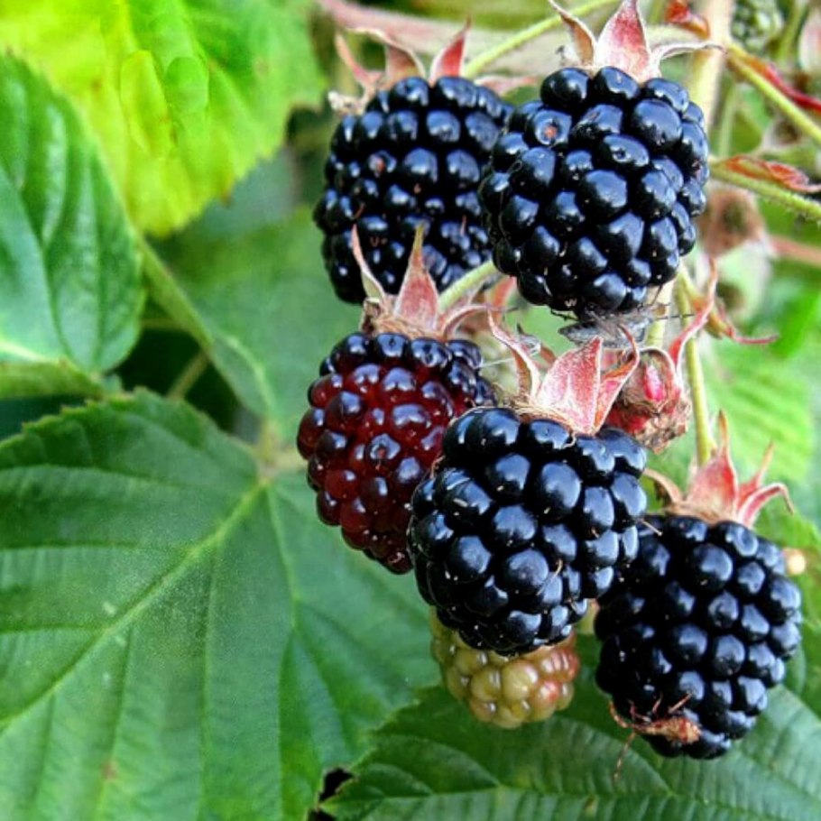 Ежевика блэк сатин