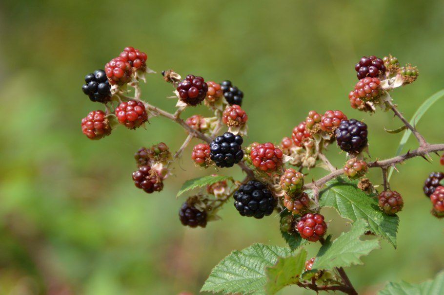 Ежевика Эбана