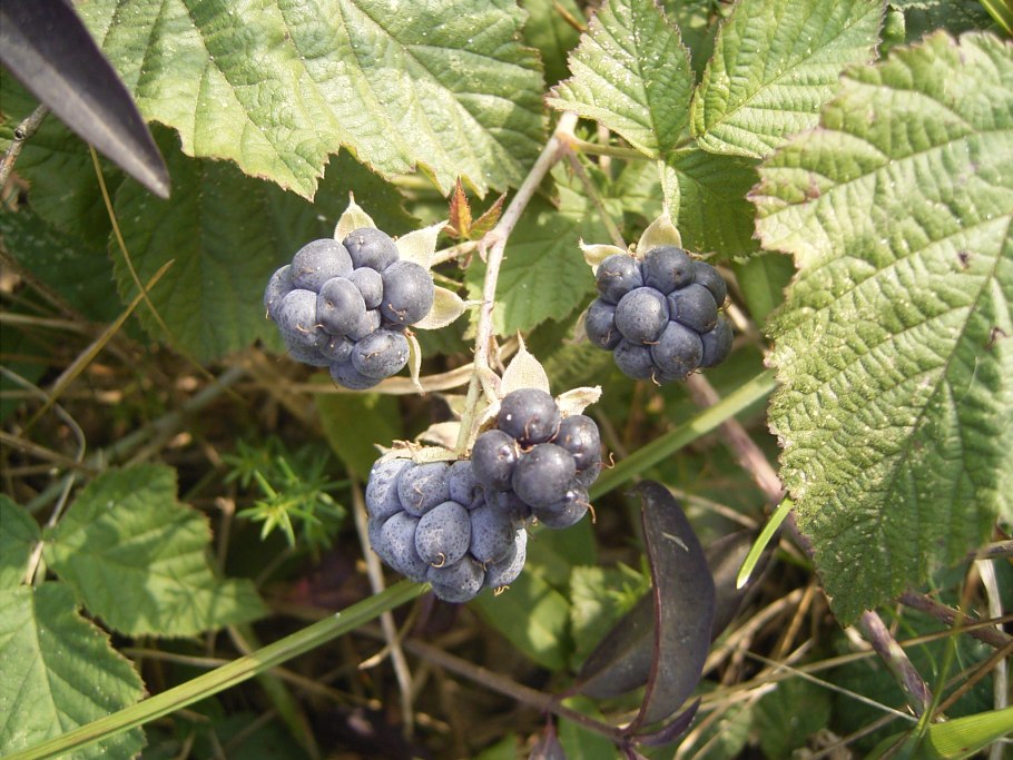 Rubus caesius
