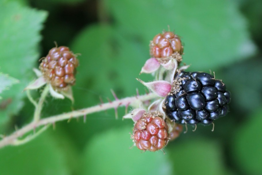 Куманика Rubus nessensis