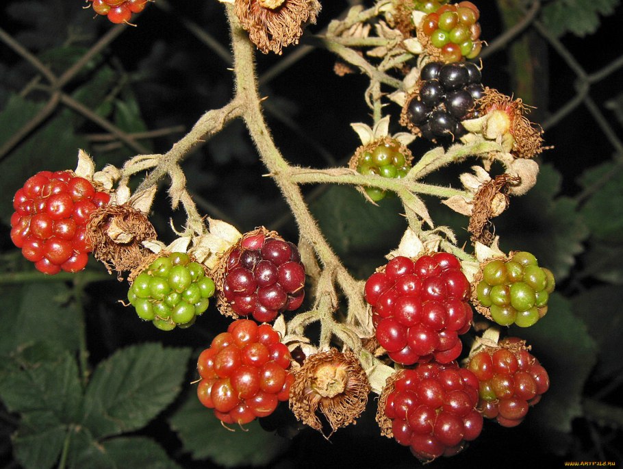 Ежевика дикая ягода