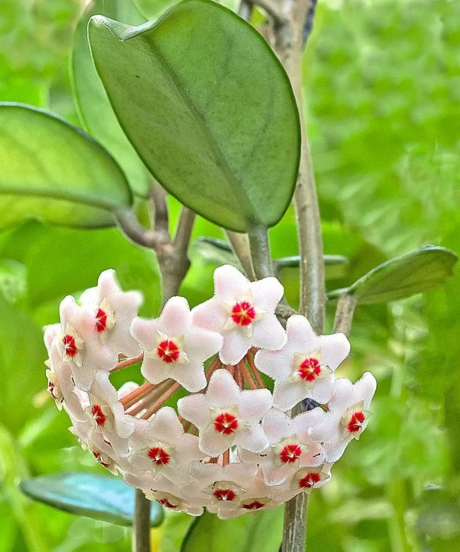Хойя (Hoya)