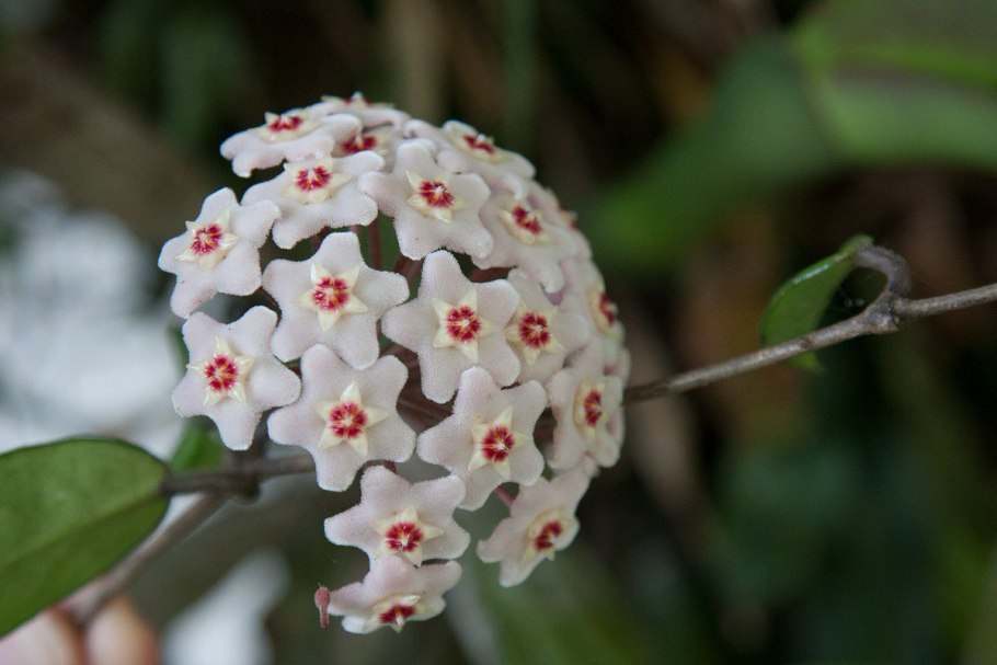 Hoya ovalifolia цветок