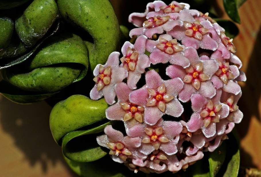 Хойя Карноза