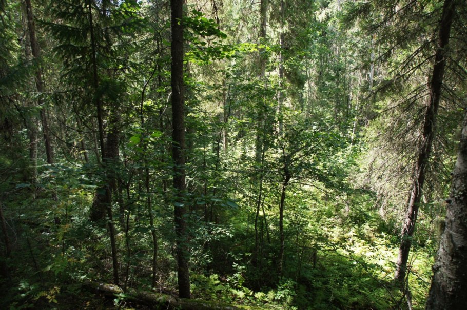 Подлесок в лесу